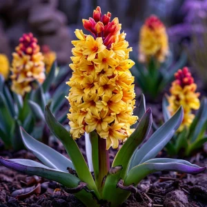 Гиацинт Миднайт Мистери купить по цене от 2099р. в интернет-магазине «Посадика» с доставкой почтой в в Любанье и по всей России – [изображение №1].