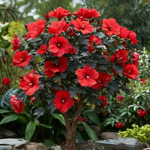 Гибискус Миднайт Роуз купить по цене от 269р. в интернет-магазине «Посадика» с доставкой почтой в в Любанье и по всей России – [изображение №1].