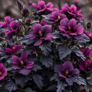 Гибискус Корал Чарм купить по цене от 271р. в интернет-магазине «Посадика» с доставкой почтой в в Любанье и по всей России – [изображение №1].