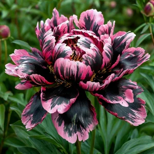 Пион Дроп Руби купить по цене от 469р. в интернет-магазине «Посадика» с доставкой почтой в в Любанье и по всей России – [изображение №1].