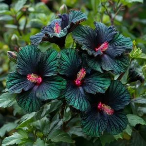 Гибискус Пикок Плюм купить по цене от 490р. в интернет-магазине «Посадика» с доставкой почтой в в Любанье и по всей России – [изображение №1].