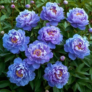 Пион Голубой лотос купить по цене от 590р. в интернет-магазине «Посадика» с доставкой почтой в в Любанье и по всей России – [изображение №1].