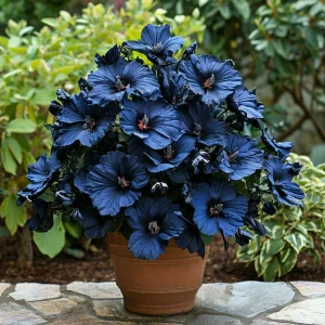 Гибискус Селестиал Флейм купить по цене от 326р. в интернет-магазине «Посадика» с доставкой почтой в в Любанье и по всей России – [изображение №1].