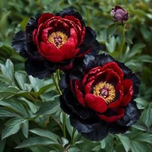 Пион Эбеновый Рубин купить по цене от 419р. в интернет-магазине «Посадика» с доставкой почтой в в Любанье и по всей России – [изображение №1].