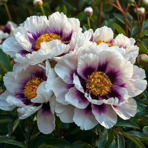 Пион Эко Саммер купить по цене от 548р. в интернет-магазине «Посадика» с доставкой почтой в в Любанье и по всей России – [изображение №1].