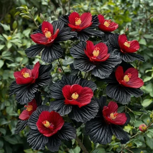 Гибискус Ройял Афеа купить по цене от 460р. в интернет-магазине «Посадика» с доставкой почтой в в Любанье и по всей России – [изображение №1].