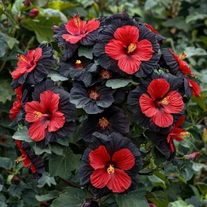 Гибискус Шиммеринг купить по цене от 720р. в интернет-магазине «Посадика» с доставкой почтой в в Любанье и по всей России – [изображение №1].