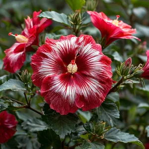 Гибискус Пурпл Мистик купить по цене от 360р. в интернет-магазине «Посадика» с доставкой почтой в в Любанье и по всей России – [изображение №1].