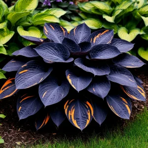 Хоста Умбра купить по цене от 349р. в интернет-магазине «Посадика» с доставкой почтой в в Любанье и по всей России – [изображение №1].