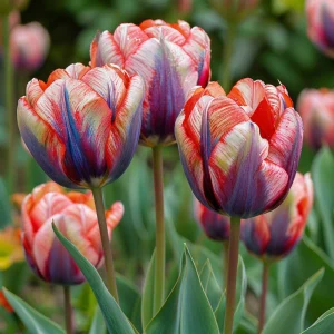 Тюльпан Эбисан Грэйс купить по цене от 217р. в интернет-магазине «Посадика» с доставкой почтой в в Любанье и по всей России – [изображение №1].