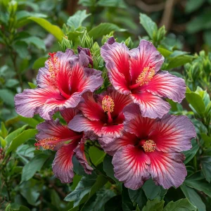 Гибискус Кримсон Флейм купить по цене от 479р. в интернет-магазине «Посадика» с доставкой почтой в в Любанье и по всей России – [изображение №1].