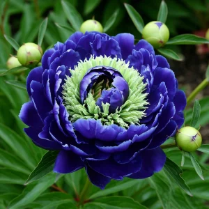 Пион Дримвивер купить по цене от 417р. в интернет-магазине «Посадика» с доставкой почтой в в Любанье и по всей России – [изображение №1].