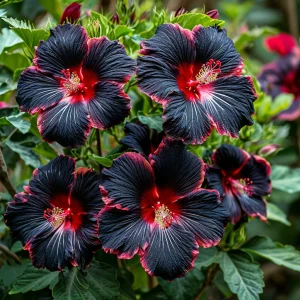 Гибискус садовый Файер Дэнсер купить по цене от 450р. в интернет-магазине «Посадика» с доставкой почтой в в Любанье и по всей России – [изображение №1].