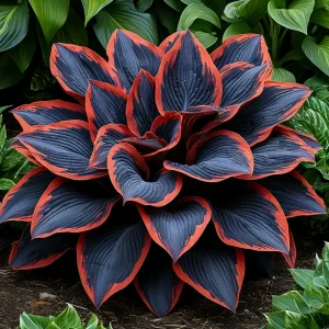 Хоста Солнечный Агат купить по цене от 440р. в интернет-магазине «Посадика» с доставкой почтой в в Любанье и по всей России – [изображение №1].