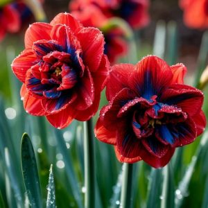 Нарцисс Эрличе купить по цене от 386р. в интернет-магазине «Посадика» с доставкой почтой в в Любанье и по всей России – [изображение №1].