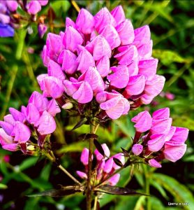 Флокс Бутоник купить по цене от 461р. в интернет-магазине «Посадика» с доставкой почтой в в Любанье и по всей России – [изображение №1].