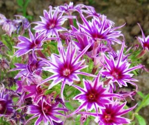 Флокс Звездное Кружево купить по цене от 361р. в интернет-магазине «Посадика» с доставкой почтой в в Любанье и по всей России – [изображение №1].