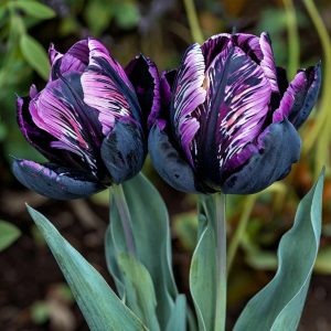 Тюльпан Блэк Каньон купить по цене от 305р. в интернет-магазине «Посадика» с доставкой почтой в в Любанье и по всей России – [изображение №1].