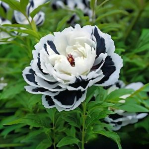 Пион Монохромный Шик купить по цене от 429р. в интернет-магазине «Посадика» с доставкой почтой в в Любанье и по всей России – [изображение №1].