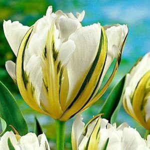 Тюльпан Экзотик Пуруссима купить по цене от 305р. в интернет-магазине «Посадика» с доставкой почтой в в Любанье и по всей России – [изображение №1].