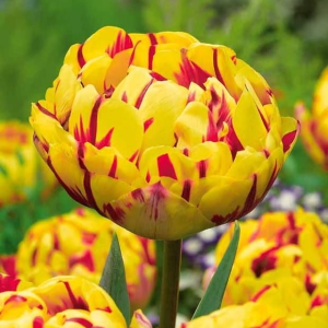 Тюльпан махровый Голден Ницц купить по цене от 361р. в интернет-магазине «Посадика» с доставкой почтой в в Любанье и по всей России – [изображение №1].