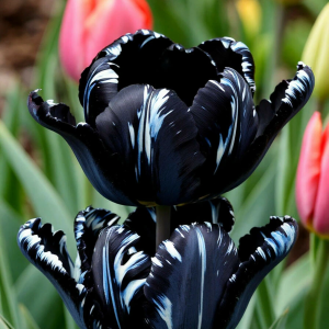 Тюльпан Шелк Нуар купить по цене от 219р. в интернет-магазине «Посадика» с доставкой почтой в в Любанье и по всей России – [изображение №1].