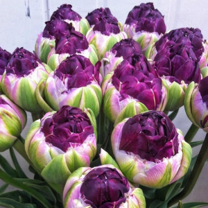 Тюльпан Анаконда купить по цене от 450р. в интернет-магазине «Посадика» с доставкой почтой в в Любанье и по всей России – [изображение №1].