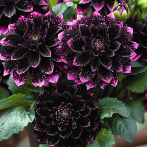 Георгин Лаванда Лейс купить по цене от 679р. в интернет-магазине «Посадика» с доставкой почтой в в Любанье и по всей России – [изображение №1].