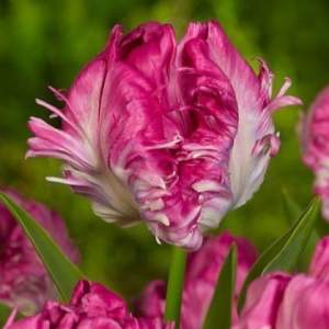 Тюльпан махровый Кул Кристал купить по цене от 400р. в интернет-магазине «Посадика» с доставкой почтой в в Любанье и по всей России – [изображение №1].