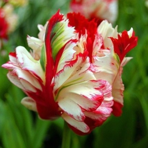 Тюльпан Эстелла Рижнвельд купить по цене от 500р. в интернет-магазине «Посадика» с доставкой почтой в в Любанье и по всей России – [изображение №1].