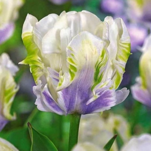 Тюльпан Уайт Лизарт купить по цене от 360р. в интернет-магазине «Посадика» с доставкой почтой в в Любанье и по всей России – [изображение №1].