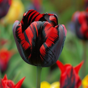 Тюльпан Блэк Перрот купить по цене от 351р. в интернет-магазине «Посадика» с доставкой почтой в в Любанье и по всей России – [изображение №1].