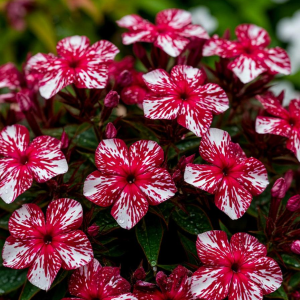 Флокс Ливер Гриммер купить по цене от 590р. в интернет-магазине «Посадика» с доставкой почтой в в Любанье и по всей России – [изображение №1].