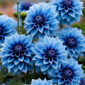 Георгин Вижапе купить по цене от 699р. в интернет-магазине «Посадика» с доставкой почтой в в Любанье и по всей России – [изображение №1].