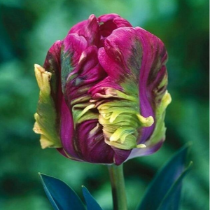 Тюльпан Экзотик Хэвен купить по цене от 186р. в интернет-магазине «Посадика» с доставкой почтой в в Любанье и по всей России – [изображение №1].