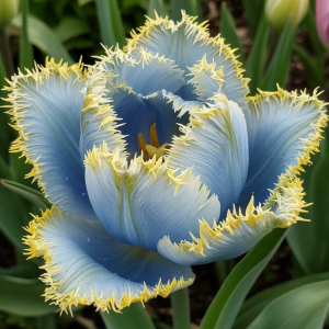 Тюльпан Махровый Амплуа купить по цене от 199р. в интернет-магазине «Посадика» с доставкой почтой в в Любанье и по всей России – [изображение №1].