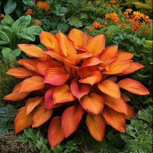 Хоста Солнечный Нектар купить по цене от 605р. в интернет-магазине «Посадика» с доставкой почтой в в Любанье и по всей России – [изображение №1].