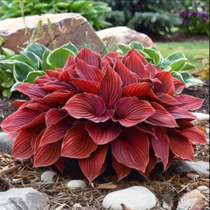 Хоста Рэд Эйнджл купить по цене от 549р. в интернет-магазине «Посадика» с доставкой почтой в в Любанье и по всей России – [изображение №1].