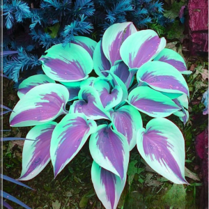 Хоста Висперин Бьюти купить по цене от 379р. в интернет-магазине «Посадика» с доставкой почтой в в Любанье и по всей России – [изображение №1].