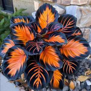 Хоста Сикрет Форест купить по цене от 601р. в интернет-магазине «Посадика» с доставкой почтой в в Любанье и по всей России – [изображение №1].