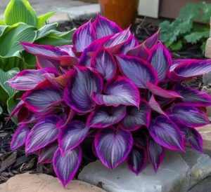 Хоста Сикрет Гарденс купить по цене от 549р. в интернет-магазине «Посадика» с доставкой почтой в в Любанье и по всей России – [изображение №1].