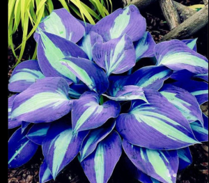 Хоста Аурелия купить по цене от 450р. в интернет-магазине «Посадика» с доставкой почтой в в Любанье и по всей России – [изображение №1].