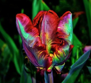 Тюльпан Эирпрайз купить по цене от 270р. в интернет-магазине «Посадика» с доставкой почтой в в Любанье и по всей России – [изображение №1].