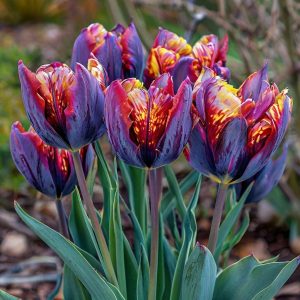 Тюльпан Опал Дрим купить по цене от 207р. в интернет-магазине «Посадика» с доставкой почтой в в Любанье и по всей России – [изображение №1].